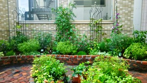 五稜会病院中庭ハーブガーデン