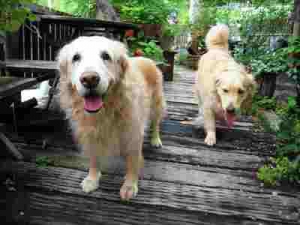 オープンガーデン