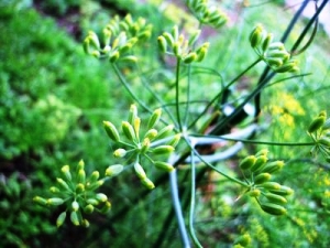 フェンネルの実