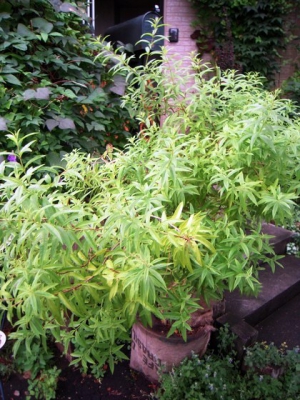 レモンバーベナ