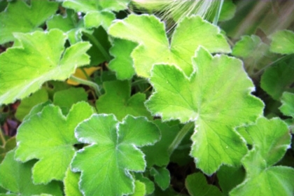 （ミントゼラニウム）