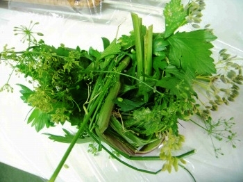 「ハーブのだしは冷凍に」