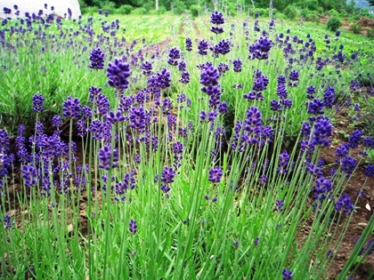 「ラベンダー」