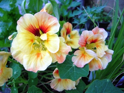 「ナスタチウム」