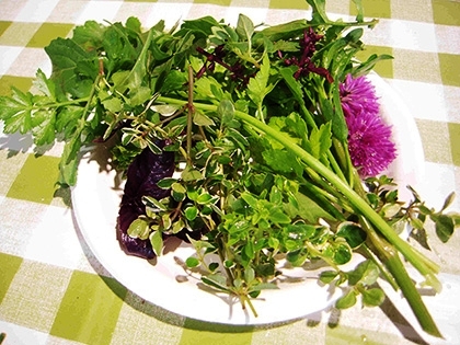 「使うハーブたち」