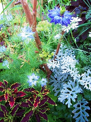 「ニゲラの寄せ植え」