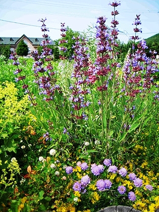 「セージ、マツムシソウ、リシマキア」