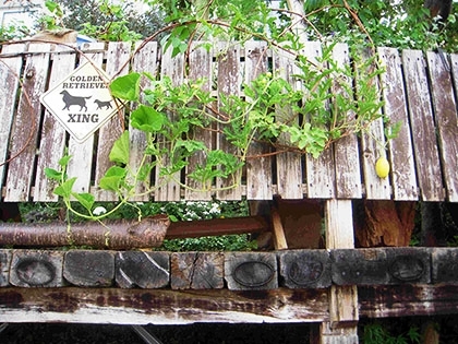 「すいかの栽培」