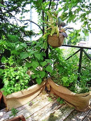 「キッチンコンテナ」