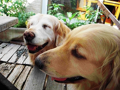 「涼しいプライベートデッキ」