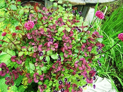 「バラ、クローバー、ネモフィラ」