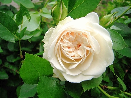 「ソンブロイユ」