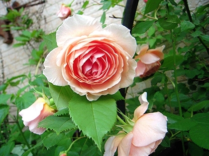 「ウイリアム」