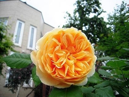 「洋ナシの香り」