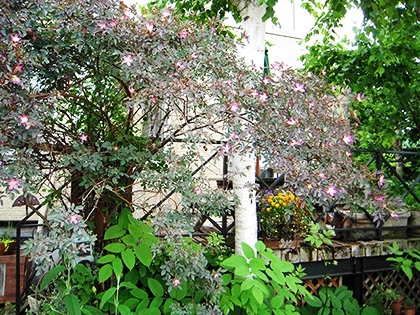 「ロサ・ルブリフォリア」