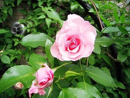 「強健な種類」