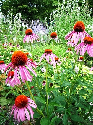 「花エキナセア」