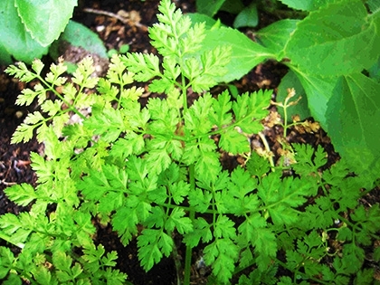 「チャービル」