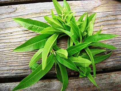 「レモンバーベナ」