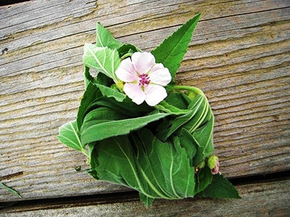 「マシュマロウ」