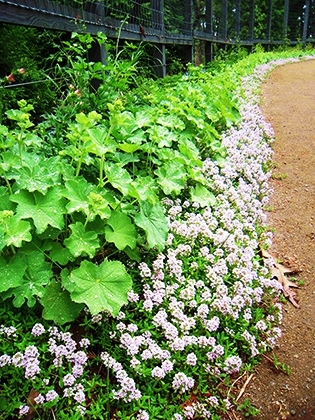 「アルケミラとタイムのボーダー」