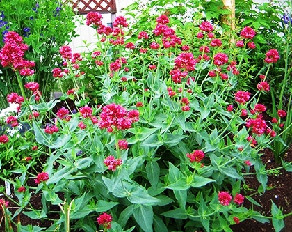 「レッドバレリアン」