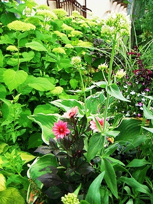 「ダリアとホワイトバレリアン」