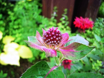 「ベルガモットつぼみ」