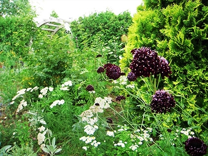 「スカピアザ」