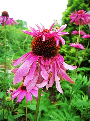 「セキナセア」