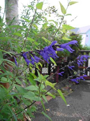 そのときに出会ったメドーセージ