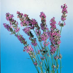 ラベンダーはリラックスしたい時の代表格